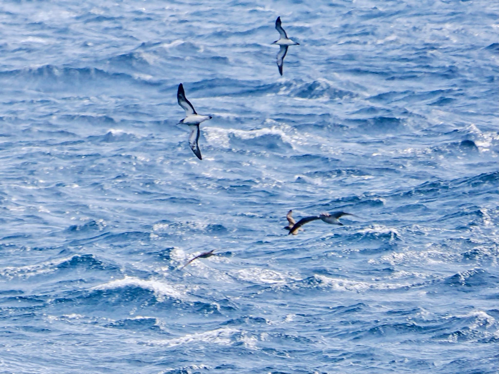 Bulwer's Petrel