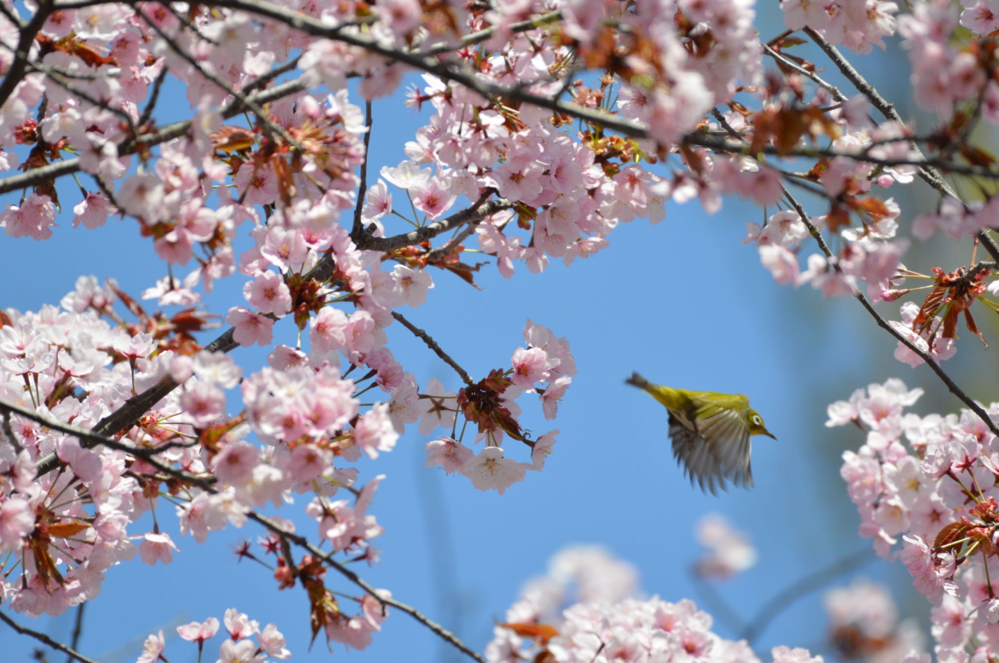 やっと撮れた桜🌸とメジロ🍀🎶 by ケセラセラ