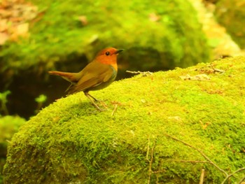 2024年5月18日(土) 大蔵高丸の野鳥観察記録