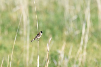 Ochre-rumped Bunting 青森県 Sat, 5/18/2024