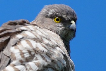 Sat, 5/18/2024 Birding report at 東京都調布市