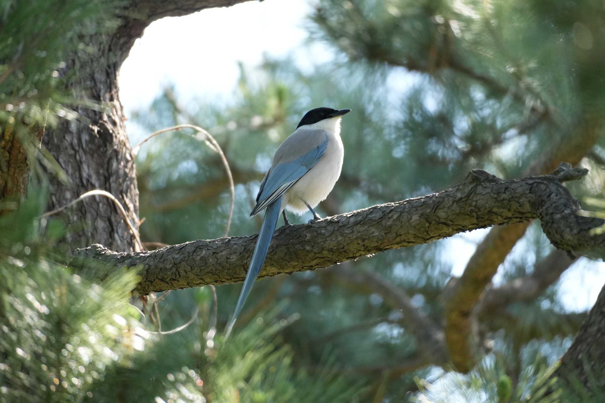 Azure-winged Magpie