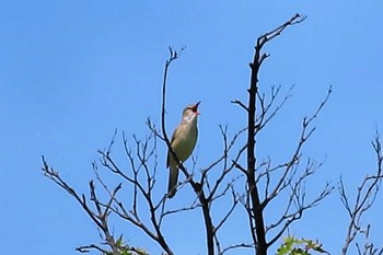 Oriental Reed Warbler Musashino-no-mori Park Fri, 5/17/2024
