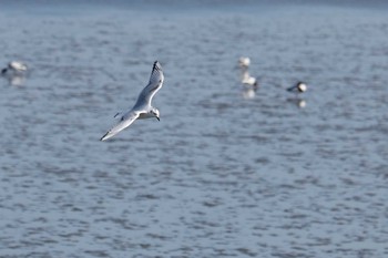 Mon, 1/7/2019 Birding report at 曽根干潟(曾根干潟)