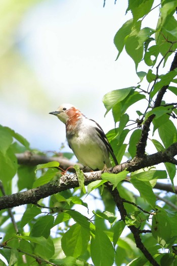 Tue, 5/14/2024 Birding report at 船津公園墓地