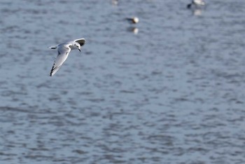 Saunders's Gull 曽根干潟(曾根干潟) Mon, 1/7/2019