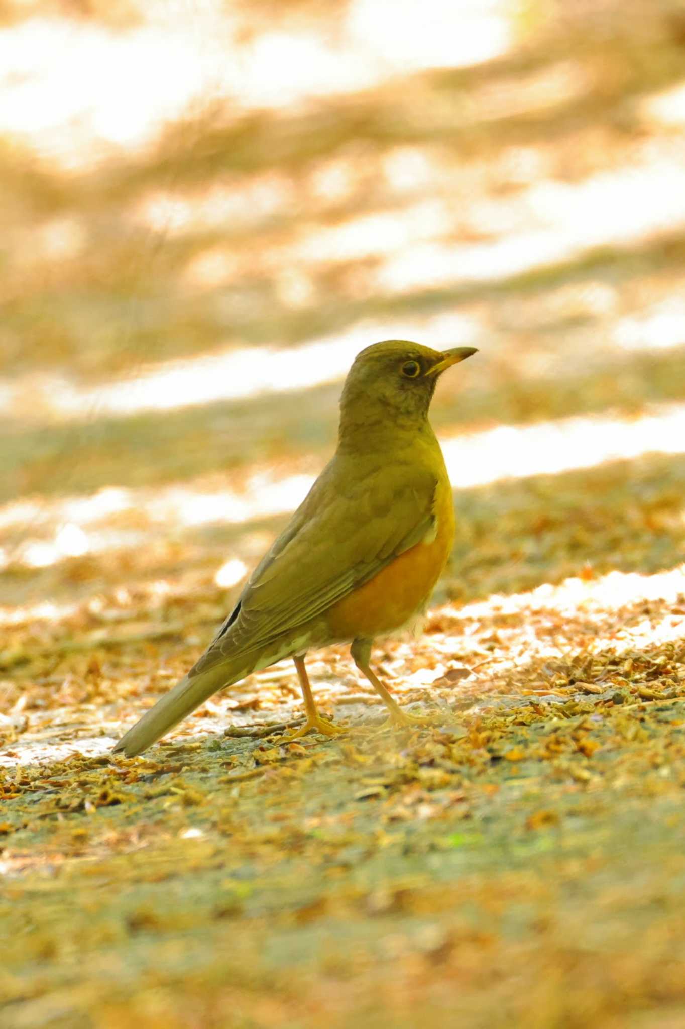 Brown-headed Thrush