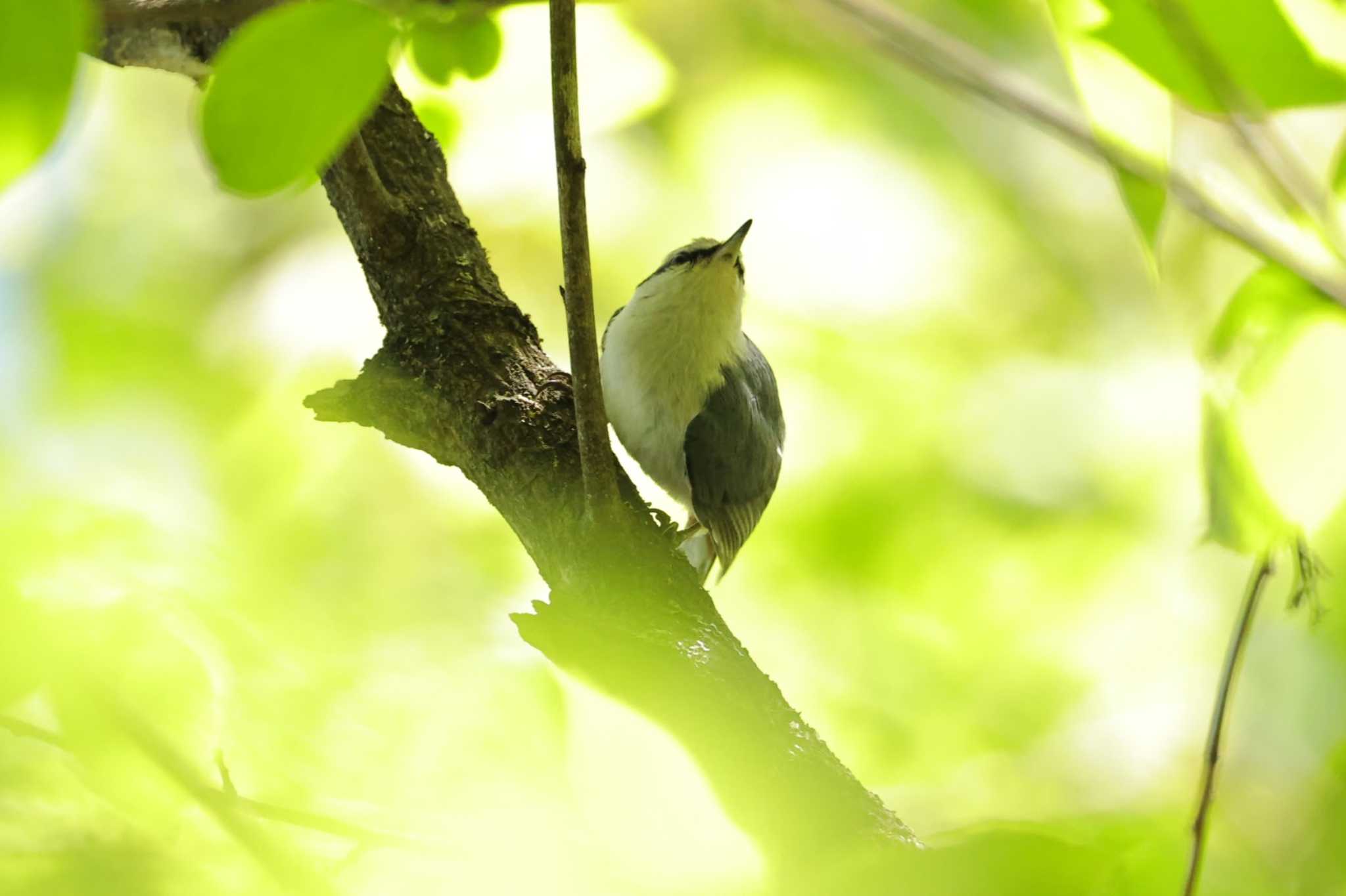 Eurasian Nuthatch