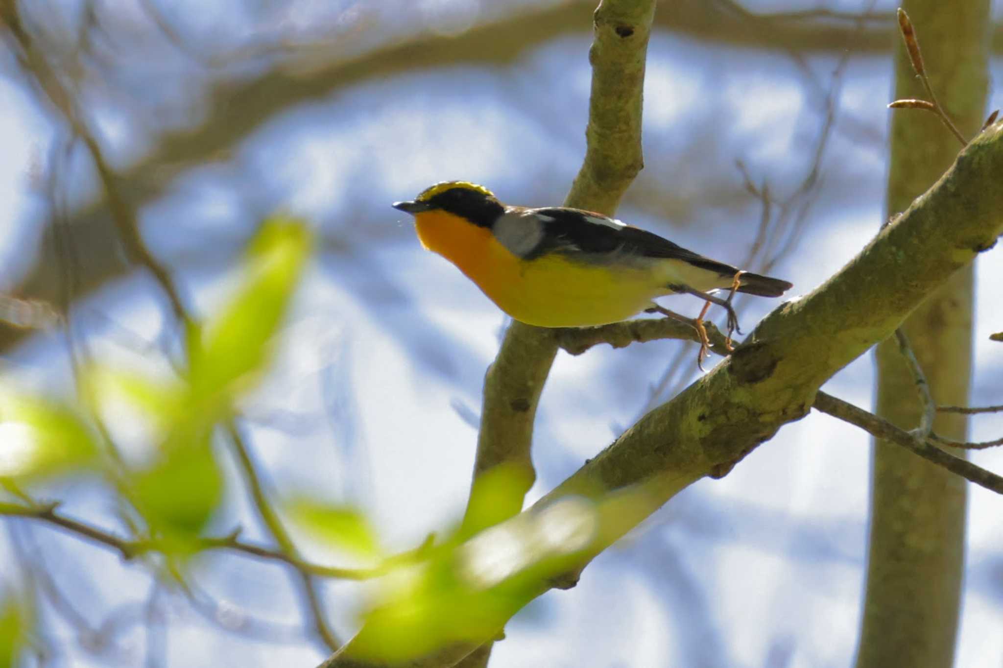 Narcissus Flycatcher