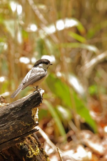 Willow Tit Yanagisawa Pass Tue, 5/14/2024