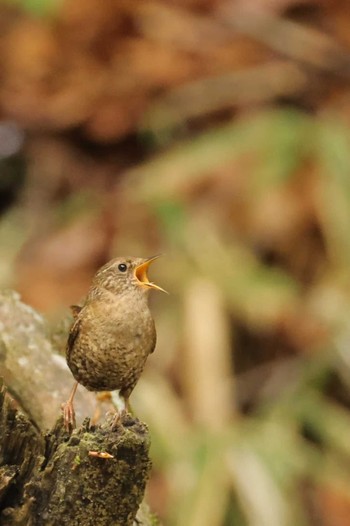 Eurasian Wren Yanagisawa Pass Tue, 5/14/2024