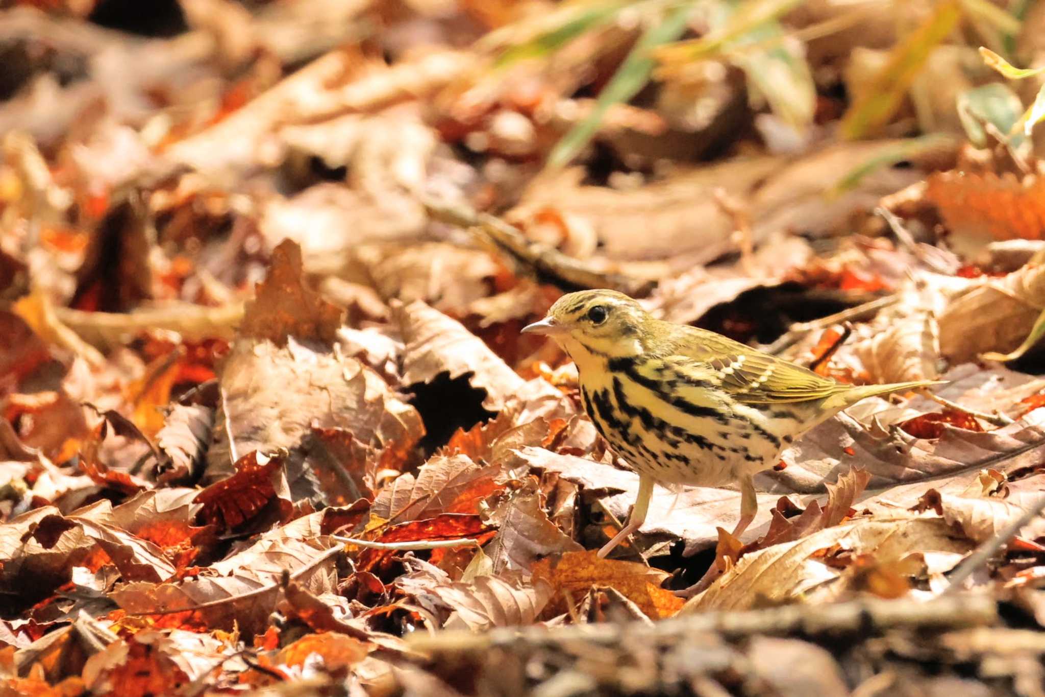 Olive-backed Pipit