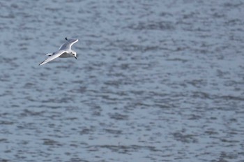 Saunders's Gull 曽根干潟(曾根干潟) Mon, 1/7/2019