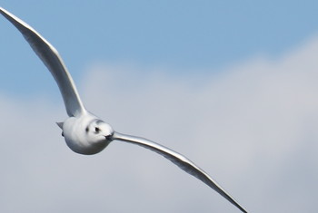 Saunders's Gull 曽根干潟(曾根干潟) Mon, 1/7/2019