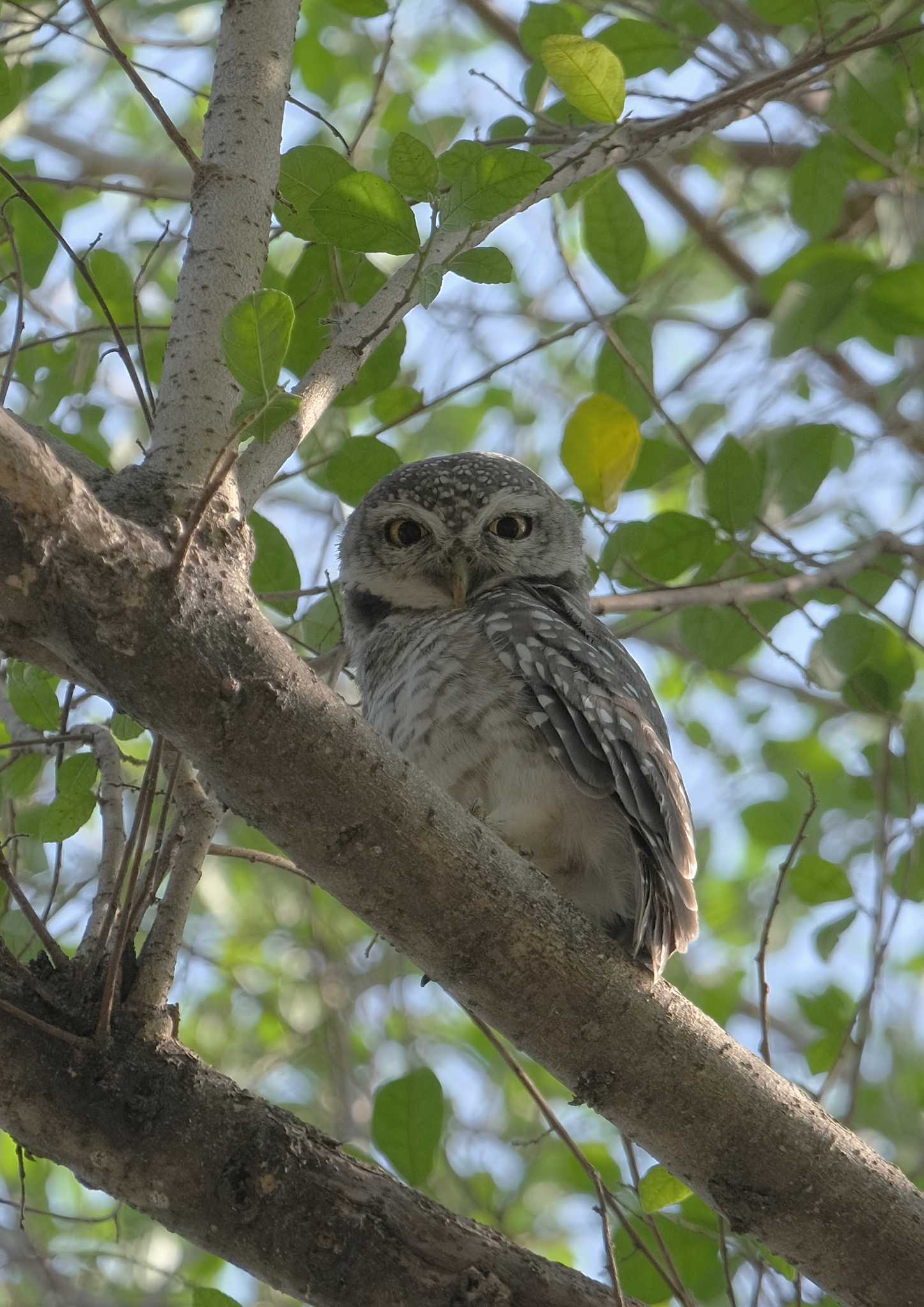 Wachirabenchathat Park(Suan Rot Fai) インドコキンメフクロウの写真 by BK MY