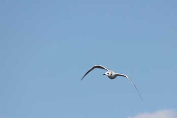 Saunders's Gull 曽根干潟(曾根干潟) Mon, 1/7/2019