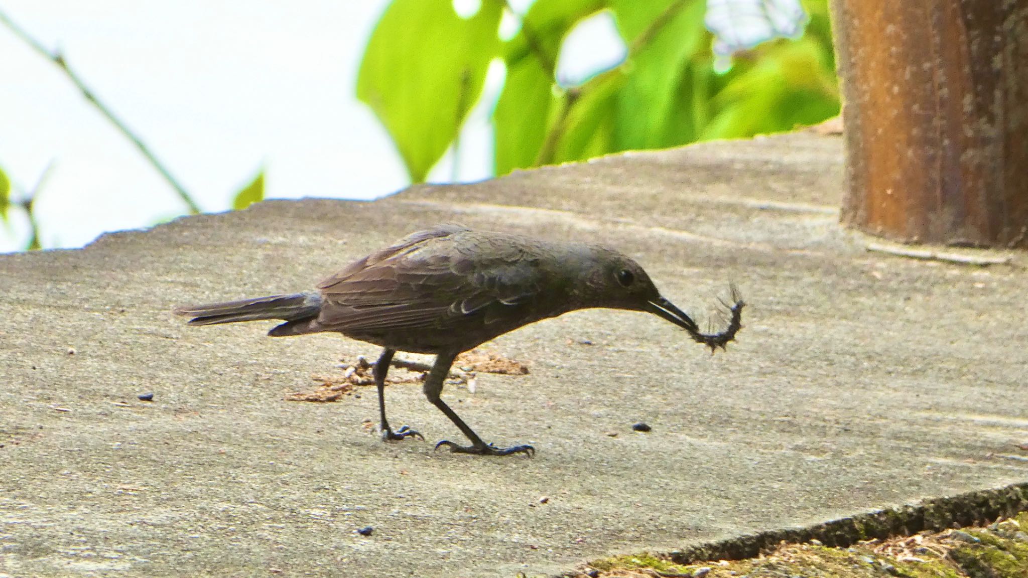 Blue Rock Thrush