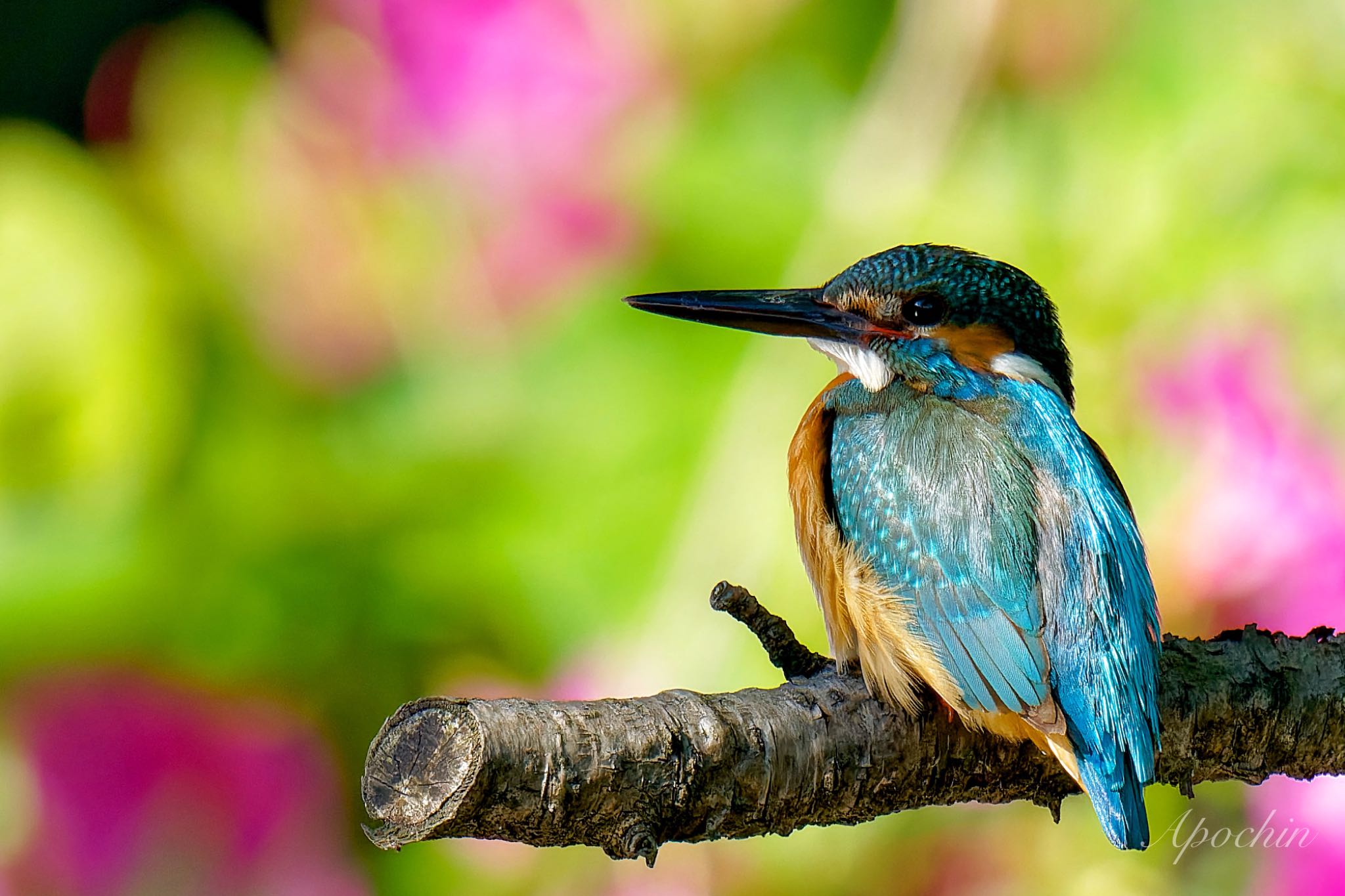 Photo of Common Kingfisher at 近所 by アポちん