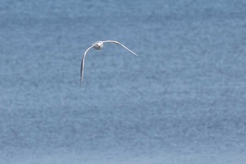 Saunders's Gull 曽根干潟(曾根干潟) Mon, 1/7/2019