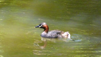 Little Grebe 大和民俗公園 Sat, 5/11/2024