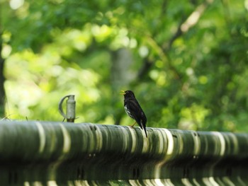 クロツグミ 日向渓谷 2024年5月18日(土)