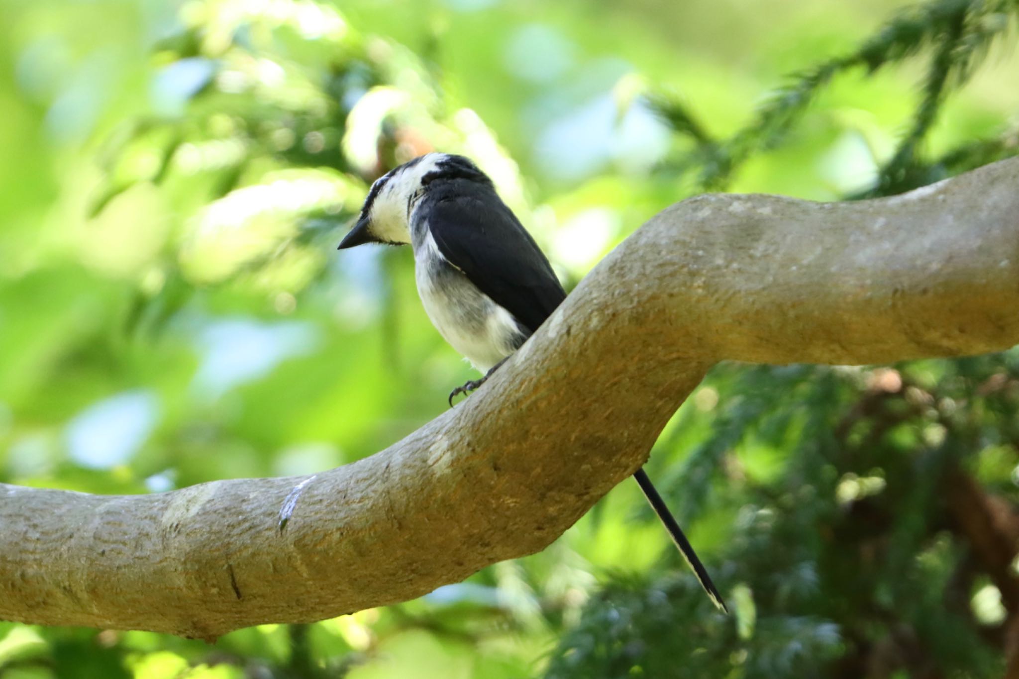 Ryukyu Minivet