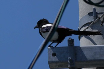 Eurasian Magpie 荒尾干潟水鳥湿地センター Thu, 5/16/2024