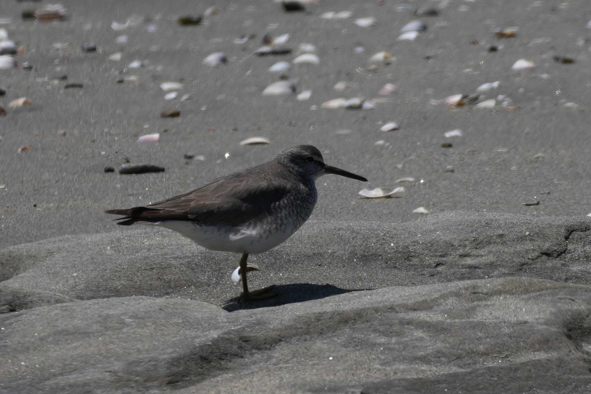 Grey-tailed Tattler