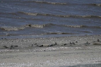 未同定 荒尾干潟水鳥湿地センター 2024年5月16日(木)