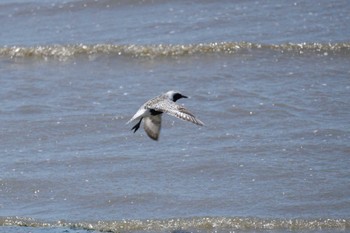 Grey Plover 荒尾干潟水鳥湿地センター Thu, 5/16/2024