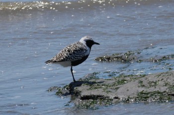 Grey Plover 荒尾干潟水鳥湿地センター Thu, 5/16/2024