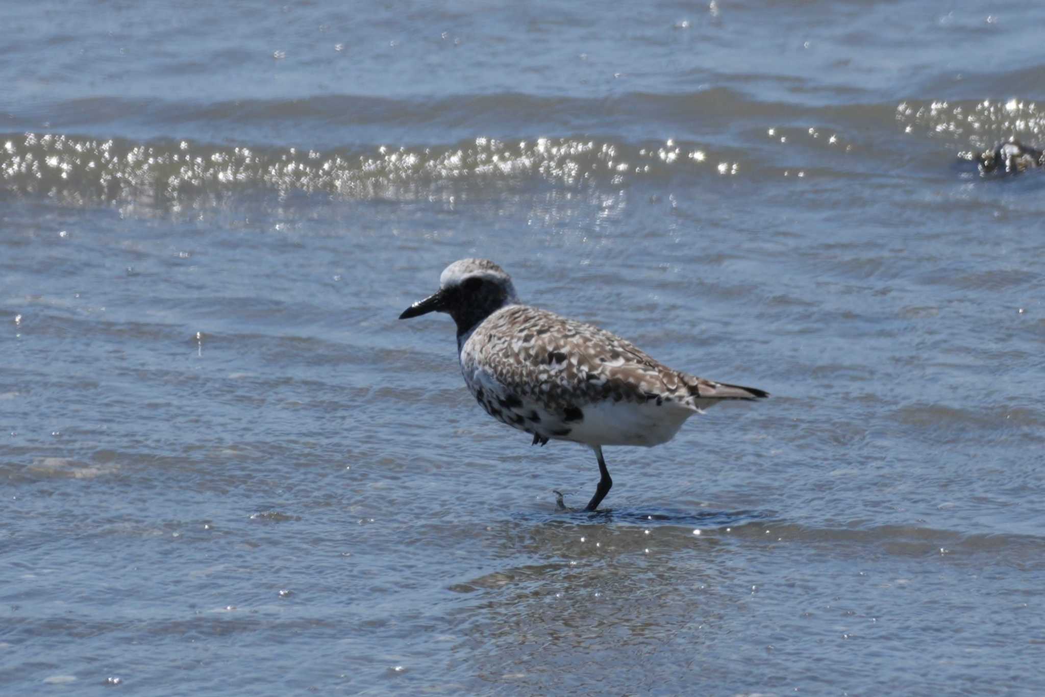 Grey Plover