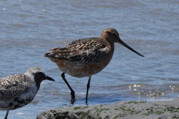 2024年5月16日(木) 荒尾干潟水鳥湿地センターの野鳥観察記録