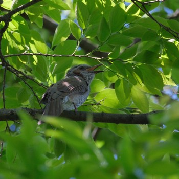 Brown-eared Bulbul Shakujii Park Sat, 5/11/2024