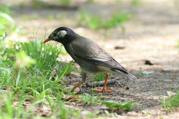 ムクドリ 大阪城公園 2024年4月28日(日)