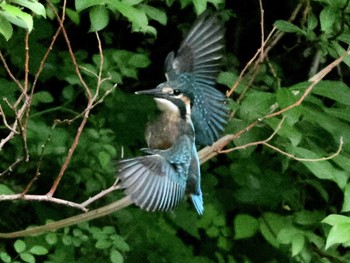 Common Kingfisher ギャザリアビオガーデン　フジクラ木場千年の森 Sun, 5/19/2024