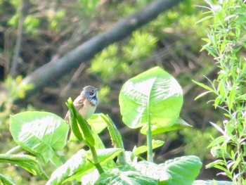 2024年5月19日(日) 倶知安町の野鳥観察記録