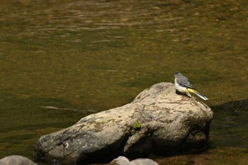Grey Wagtail 平成榛原子供のもり公園 Sat, 5/18/2024