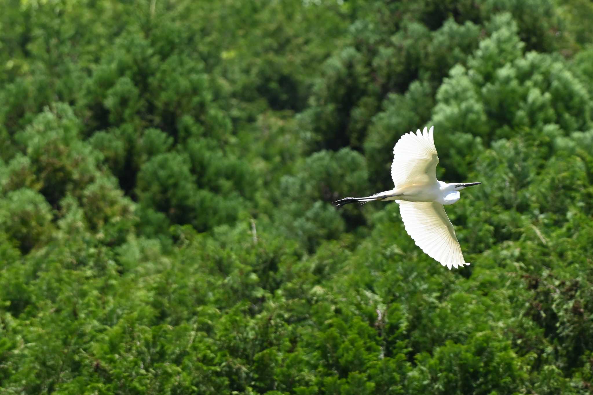 Photo of Little Egret at 平成榛原子供のもり公園 by コンちゃん