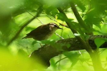 Sat, 5/18/2024 Birding report at Karuizawa wild bird forest