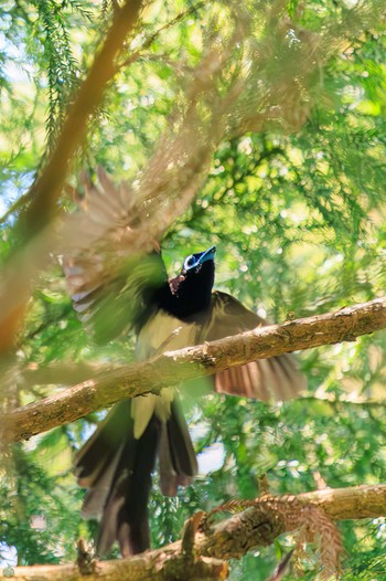 Black Paradise Flycatcher 八王子城跡 Sat, 5/18/2024