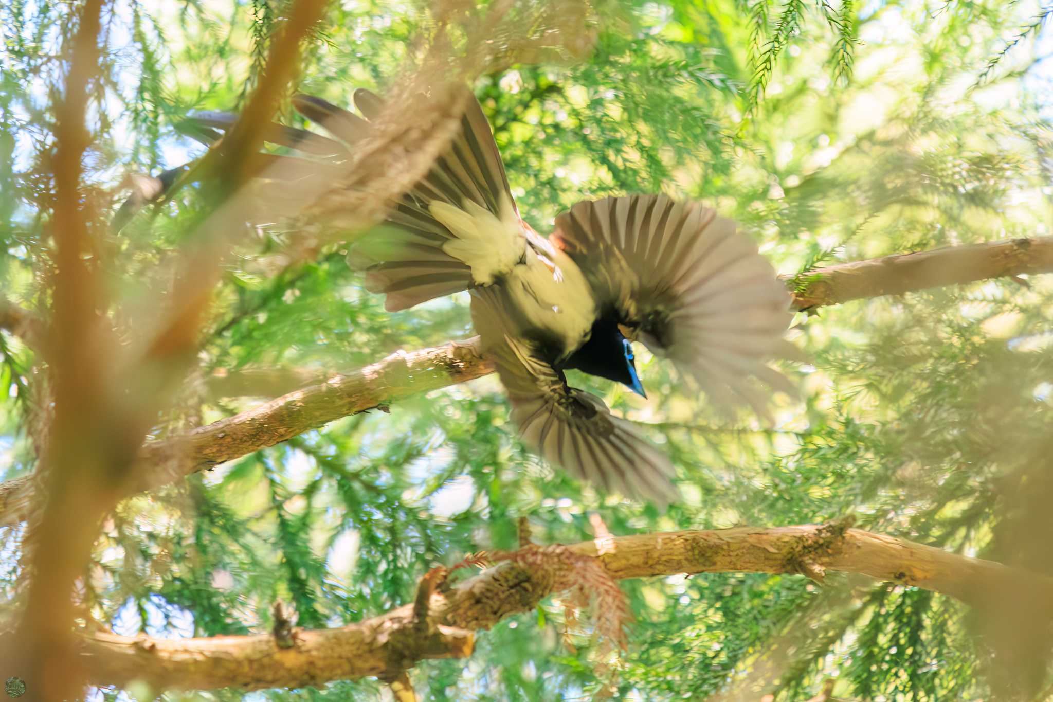 Black Paradise Flycatcher