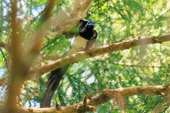 Black Paradise Flycatcher 八王子城跡 Sat, 5/18/2024