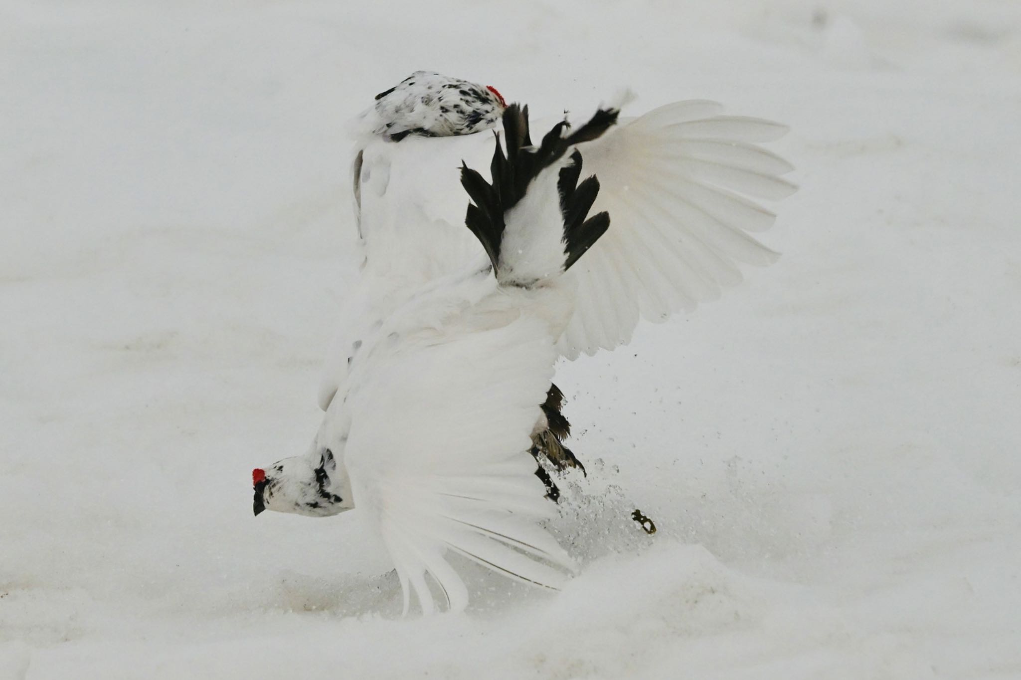 Photo of Rock Ptarmigan at  by 美妃8