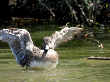 Eurasian Wigeon 打上川治水緑地 Thu, 5/16/2024