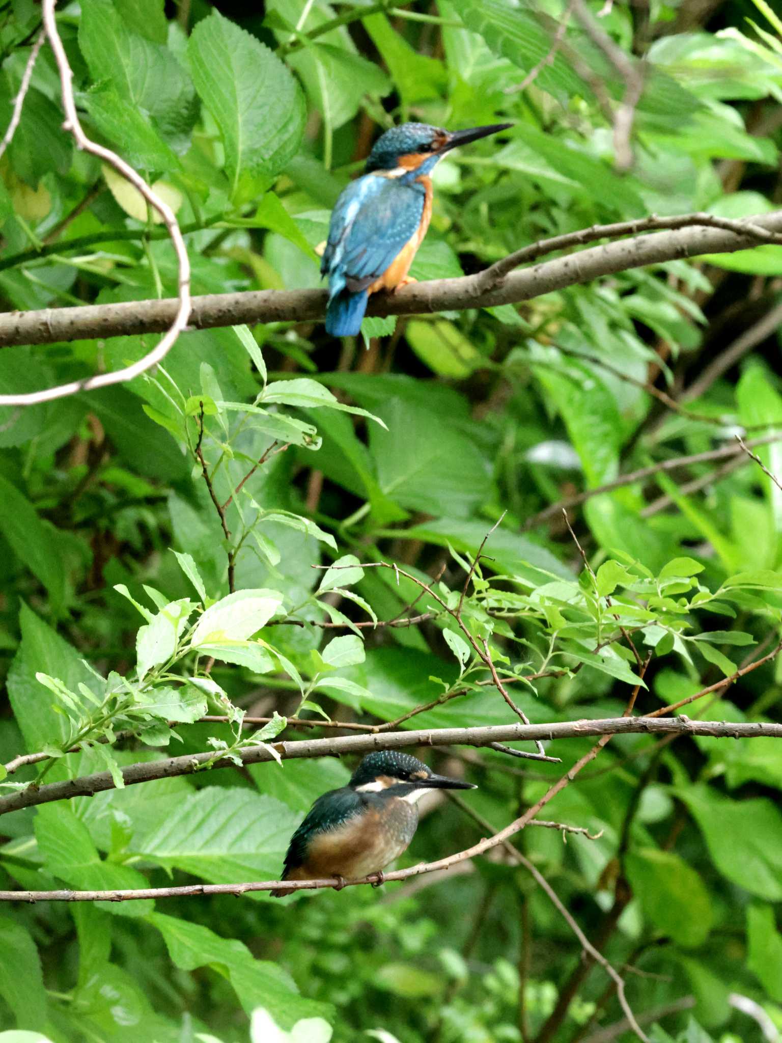 Photo of Common Kingfisher at ギャザリアビオガーデン　フジクラ木場千年の森 by しろくま