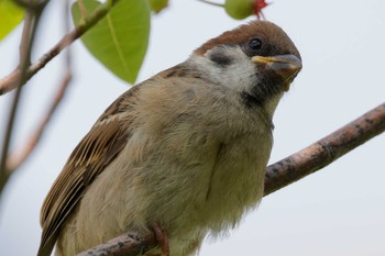 Eurasian Tree Sparrow 京田辺市 Sat, 5/18/2024