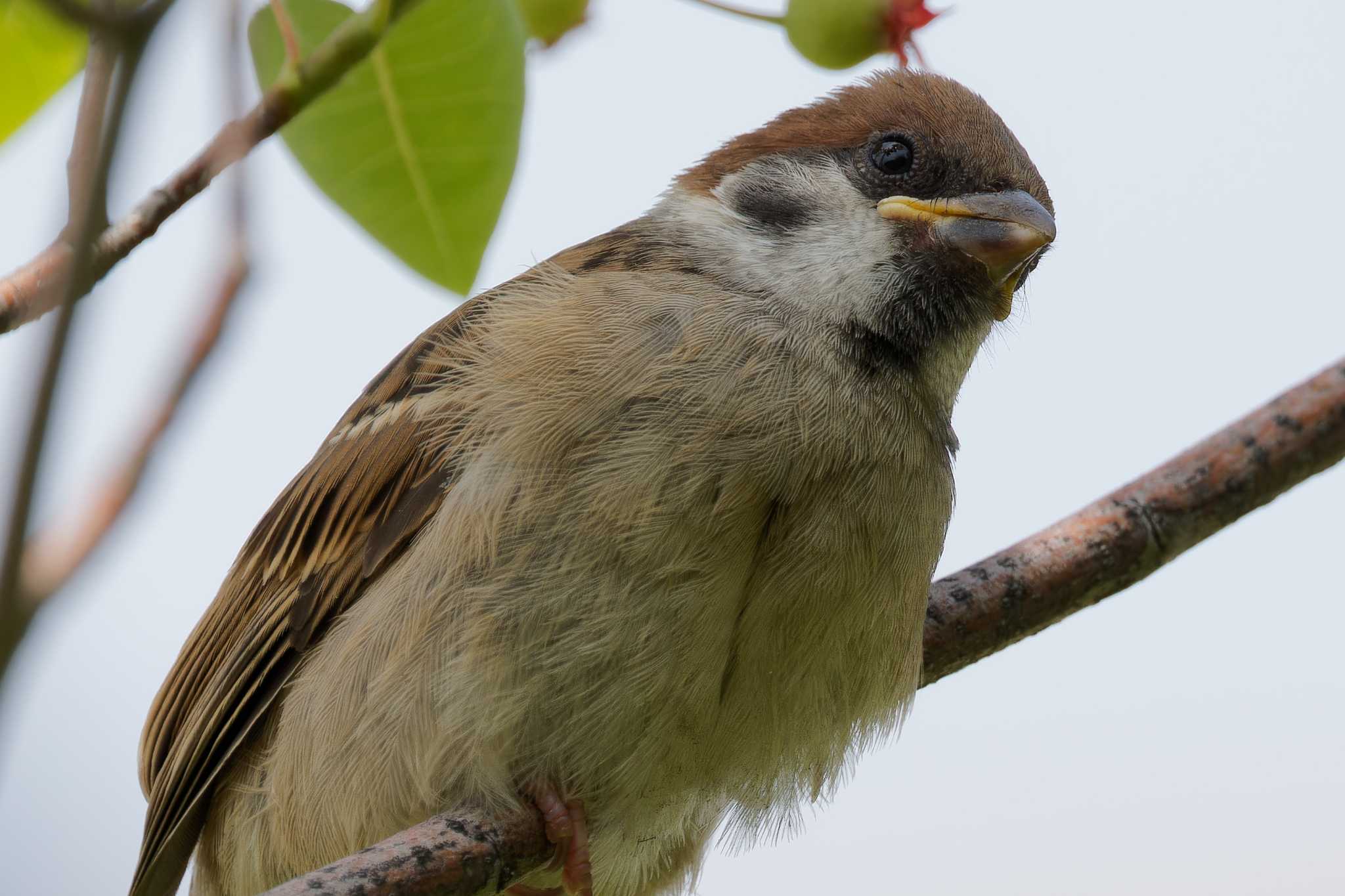 Photo of Eurasian Tree Sparrow at 京田辺市 by Syun