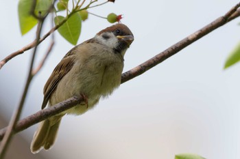 Eurasian Tree Sparrow 京田辺市 Sat, 5/18/2024