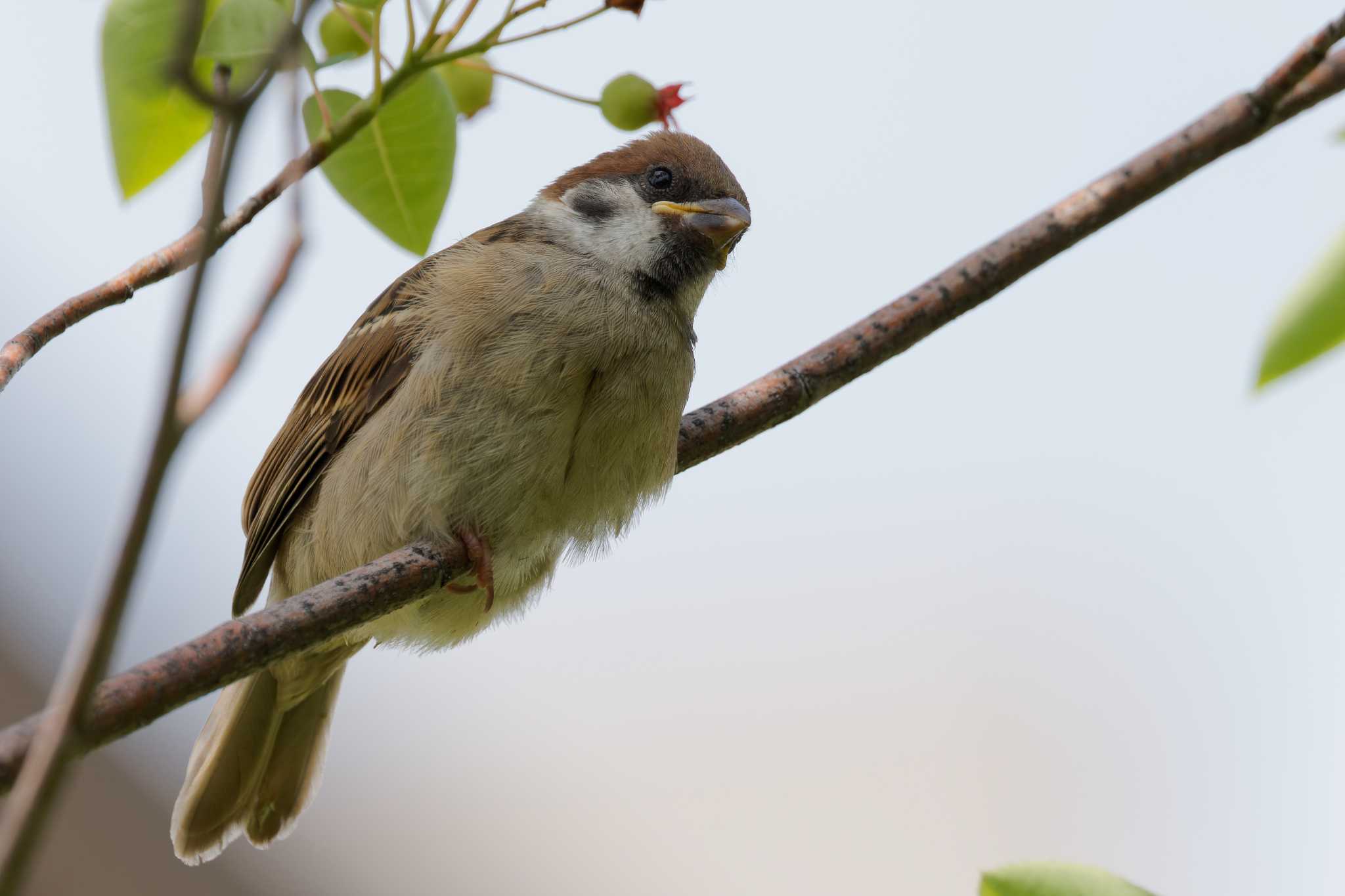 Photo of Eurasian Tree Sparrow at 京田辺市 by Syun